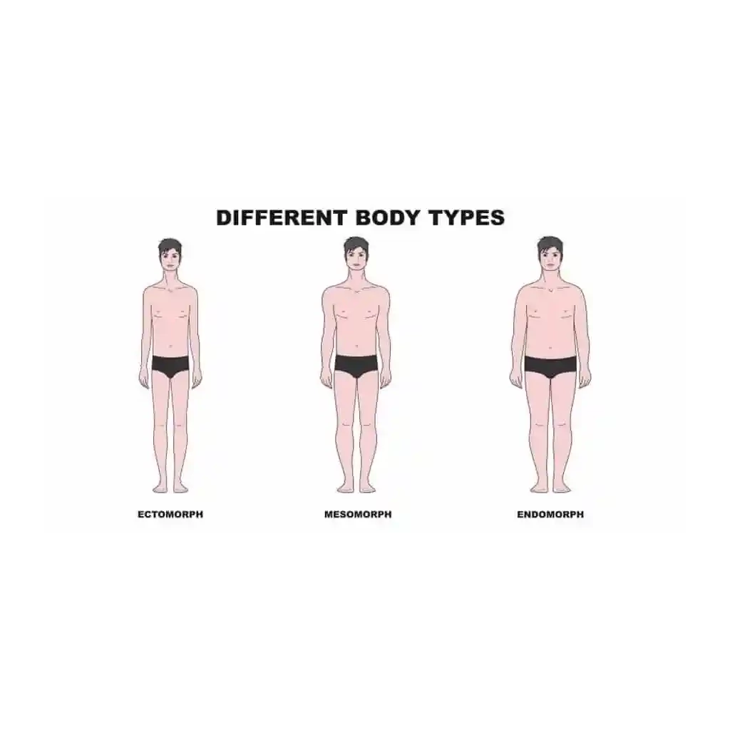 Optimal Steroid Cycles for Different Body Types