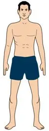 ectomorph